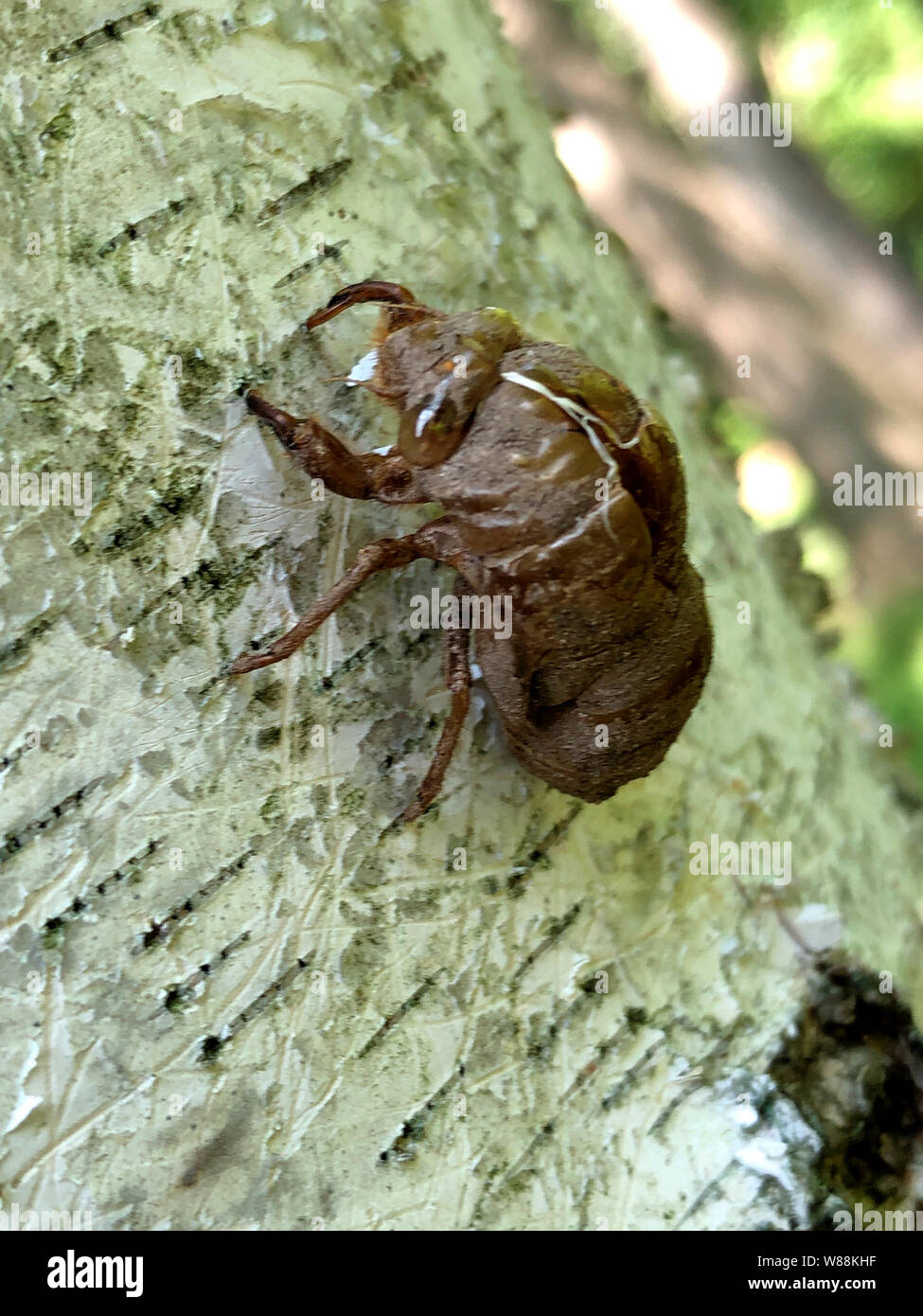 Exoskeleton of seven year cicada Stock Photo