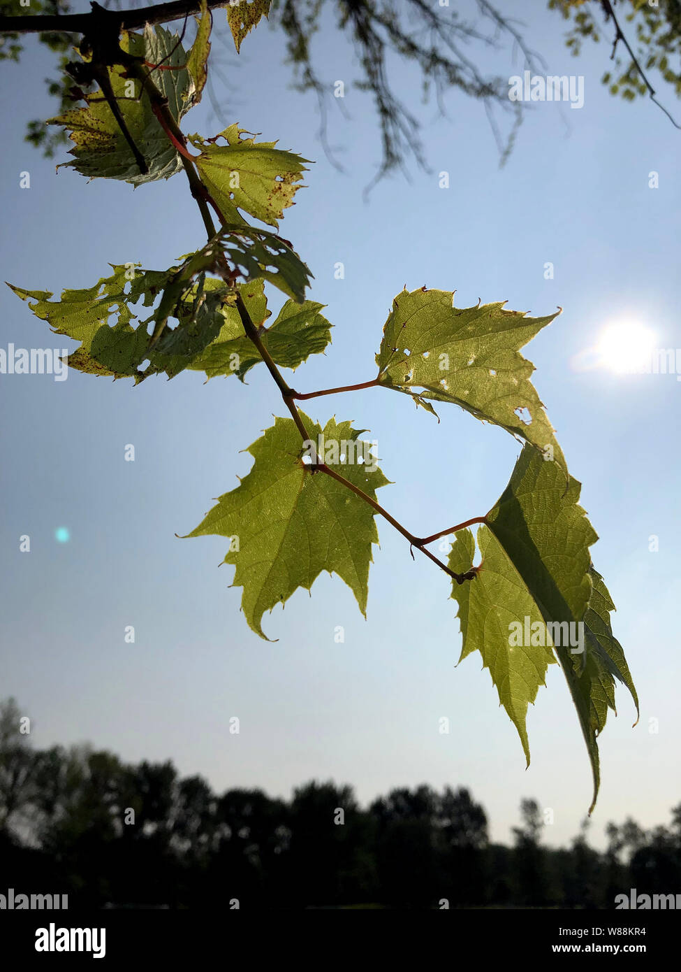 maple tree branch and sun. Stock Photo