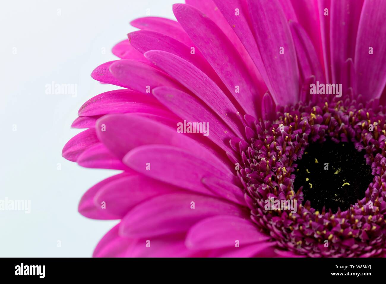 Purple pink daisy flower close up Stock Photo