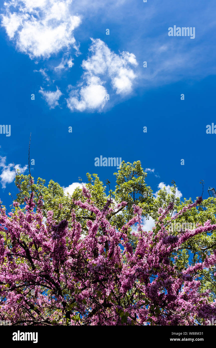 Green leaves pink flowers hi-res stock photography and images - Alamy