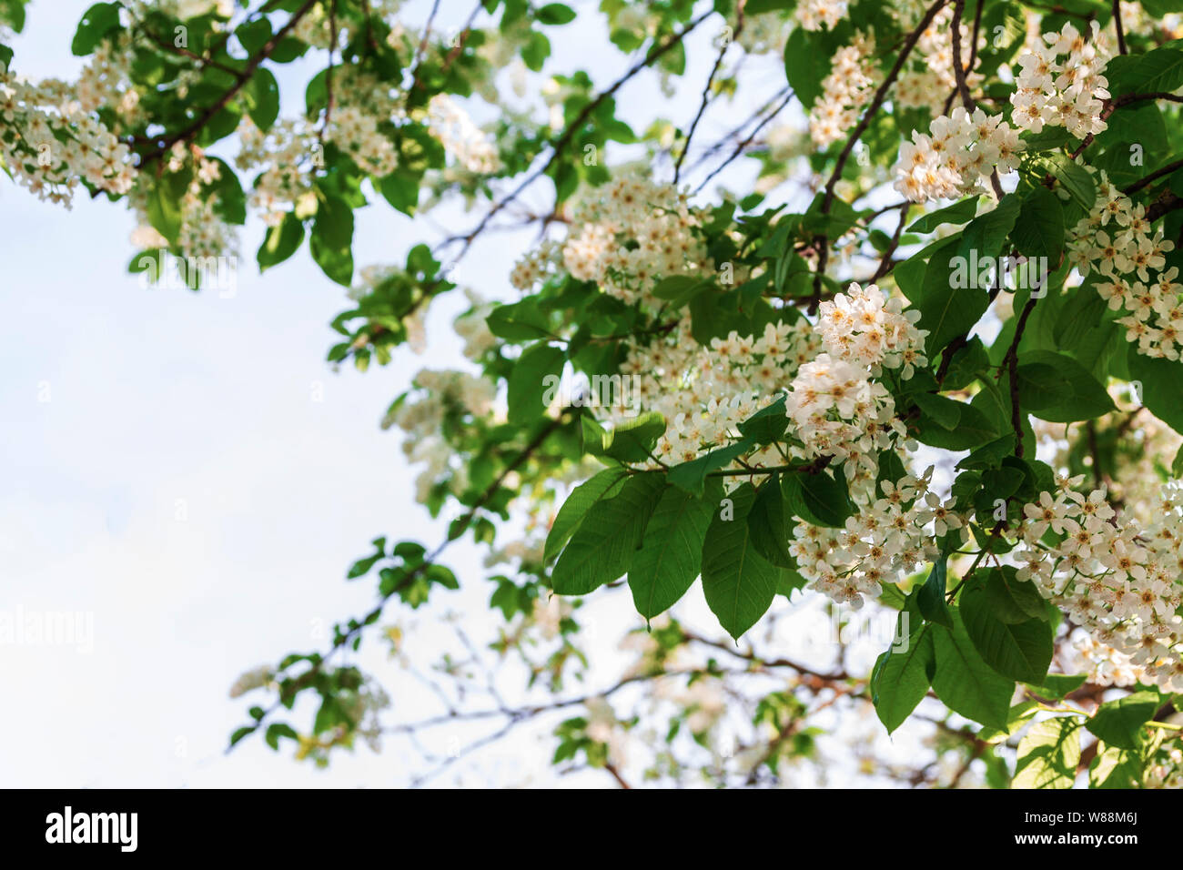 Spring, branches with flowers of bird cherry against the blue sky. Stock Photo