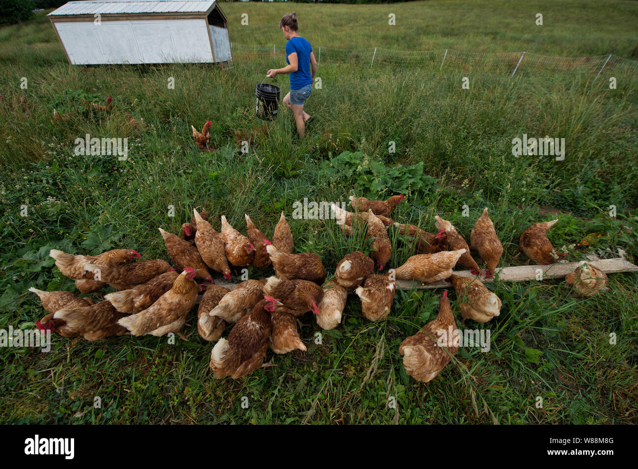 https://c8.alamy.com/comp/W88M8G/united-states-june-7-2019-molly-kroiz-feeds-chickens-at-the-family-farm-in-lovettsville-photo-by-douglas-grahamwlp-W88M8G.jpg