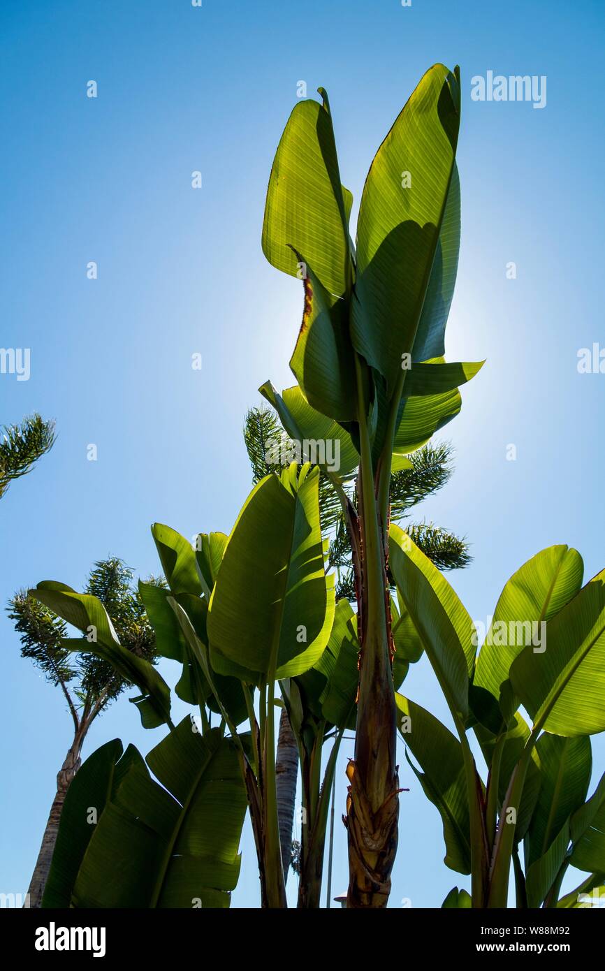 Tropical plants hi-res stock photography and images - Alamy
