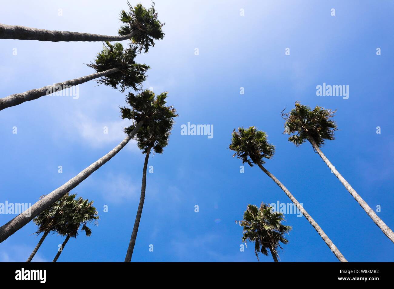 Florida tropical palm trees hi-res stock photography and images - Alamy