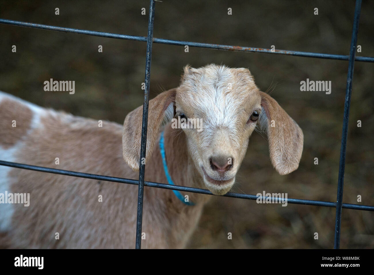 Goat cabin ridge hires stock photography and images Alamy
