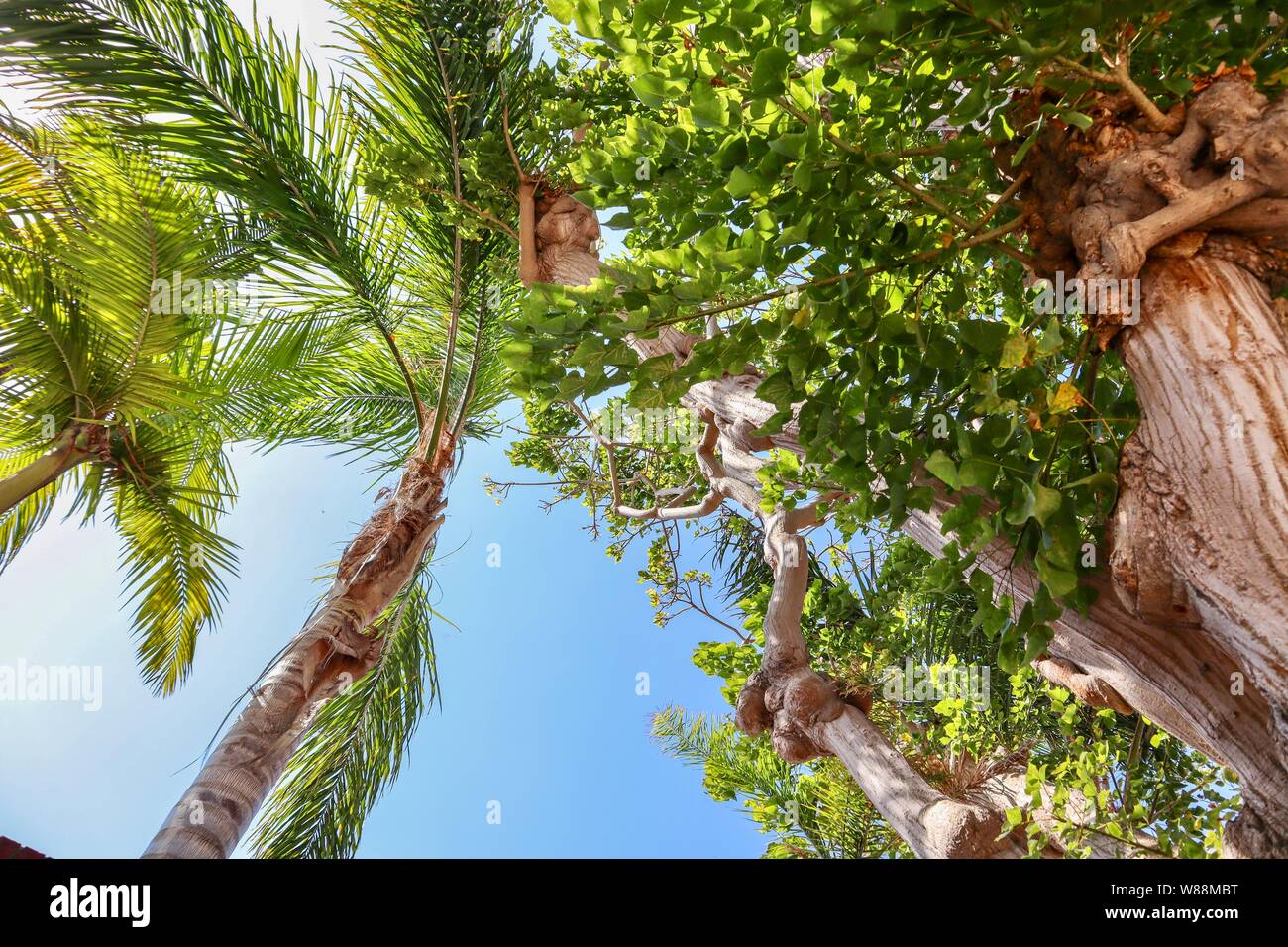 Blue sky green palm trees hi-res stock photography and images - Alamy