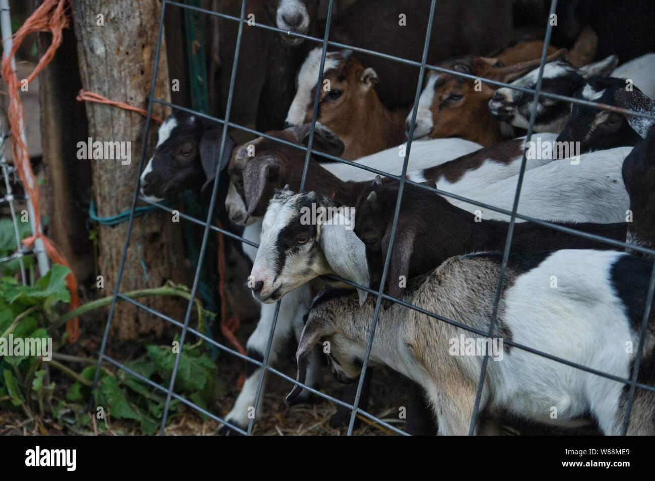 Goat cabin ridge hires stock photography and images Alamy