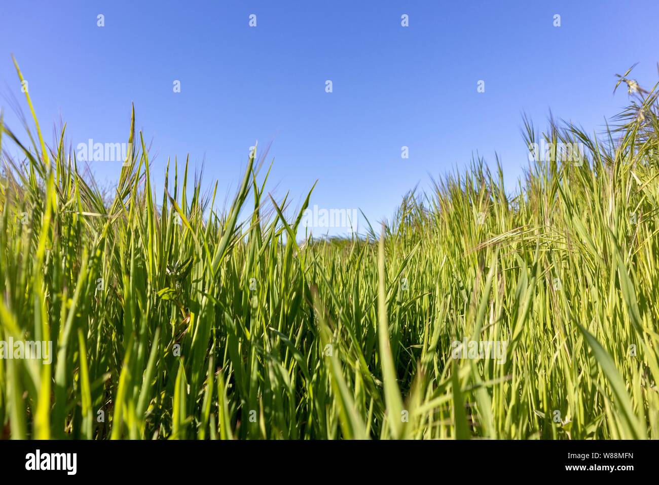green grass with blue sky close up Stock Photo - Alamy