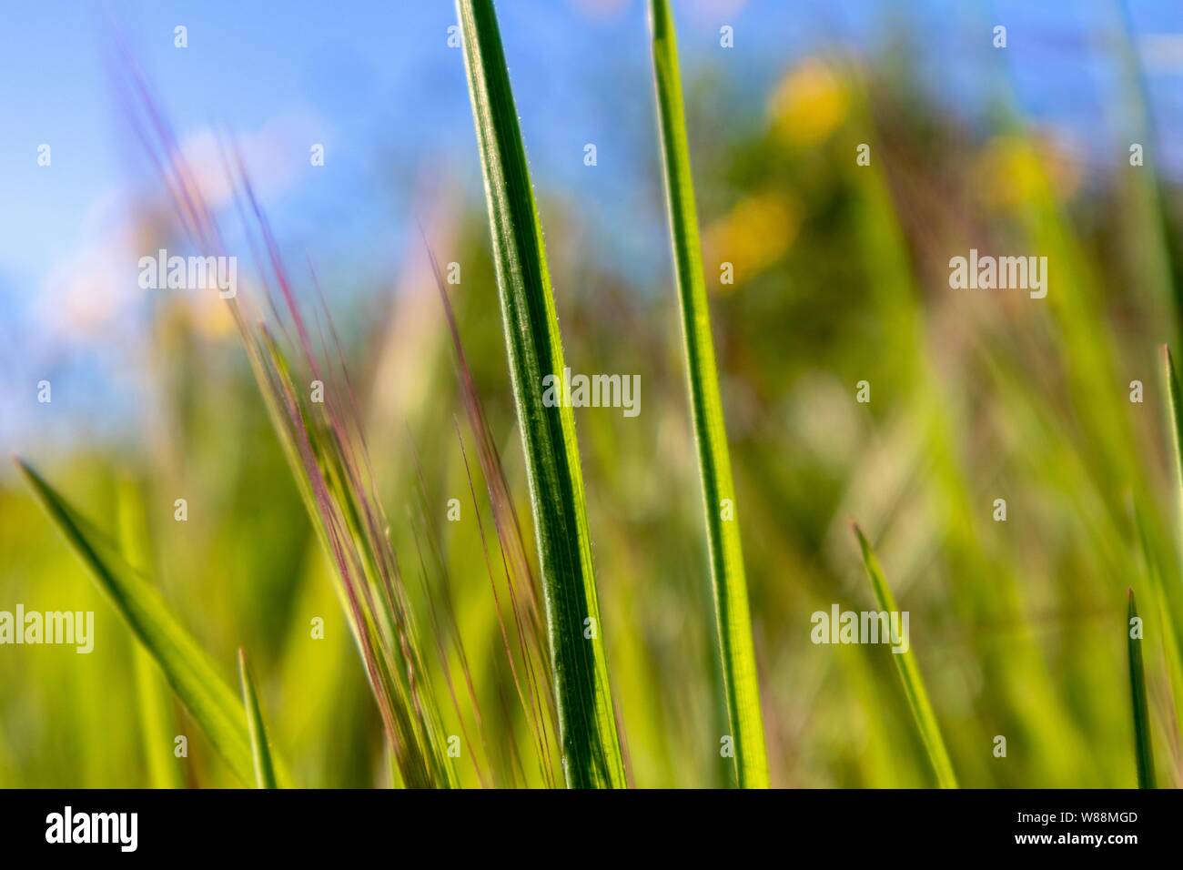 Cereal plants hi-res stock photography and images - Alamy