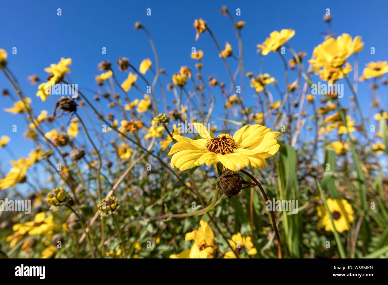 Yellow spring wildflowers hires stock photography and images Alamy