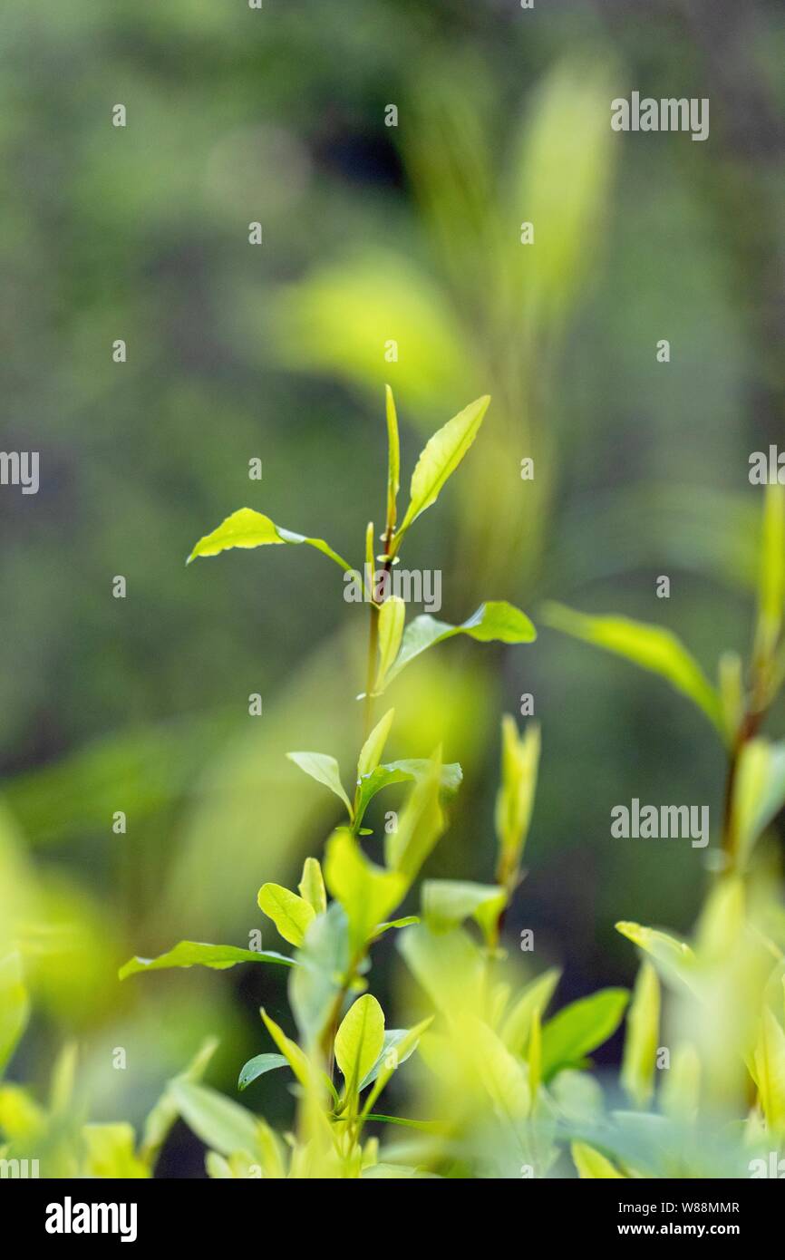 Delicate new plant growth close up Stock Photo