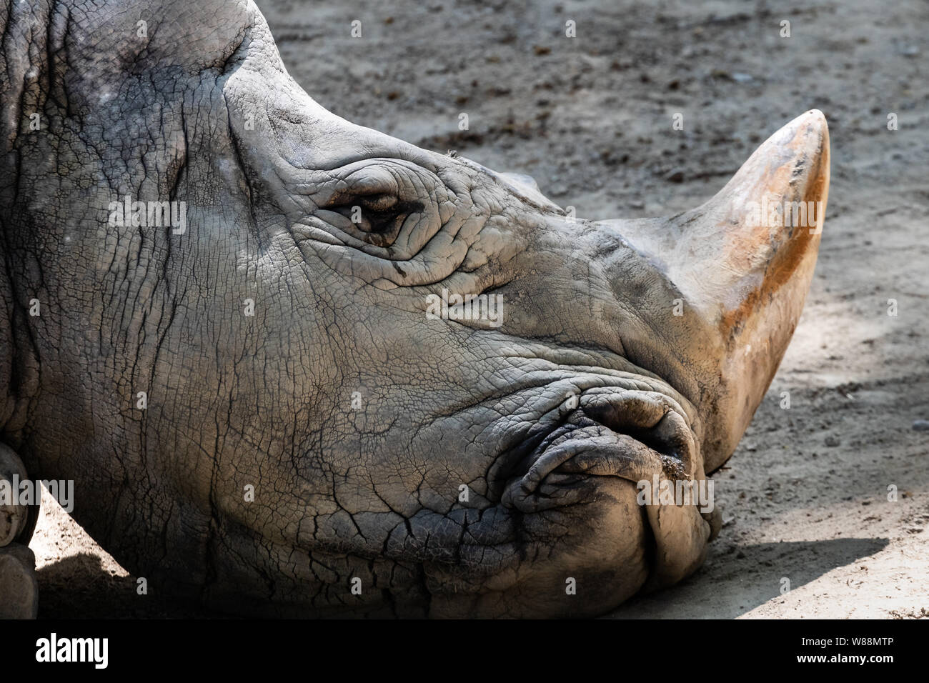 Rhino horn eye detail hi-res stock photography and images - Alamy, image size:1300x956