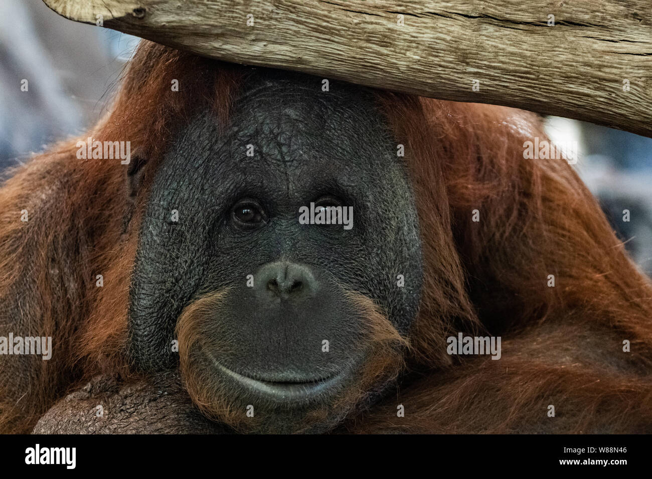 Cute old male orangutan ape portrait Stock Photo