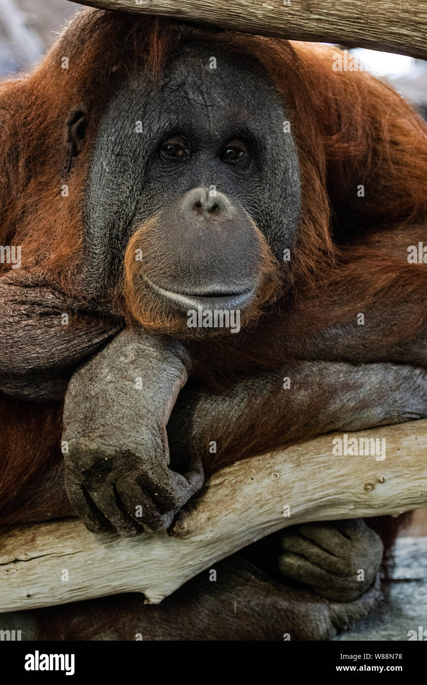 Cute old male orangutan ape portrait Stock Photo