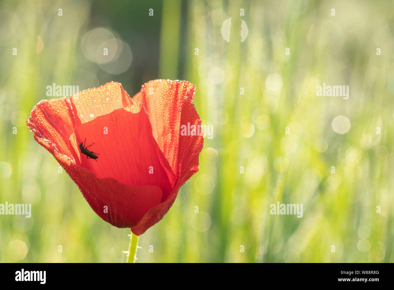 Poppy red insect field hi-res stock photography and images - Alamy