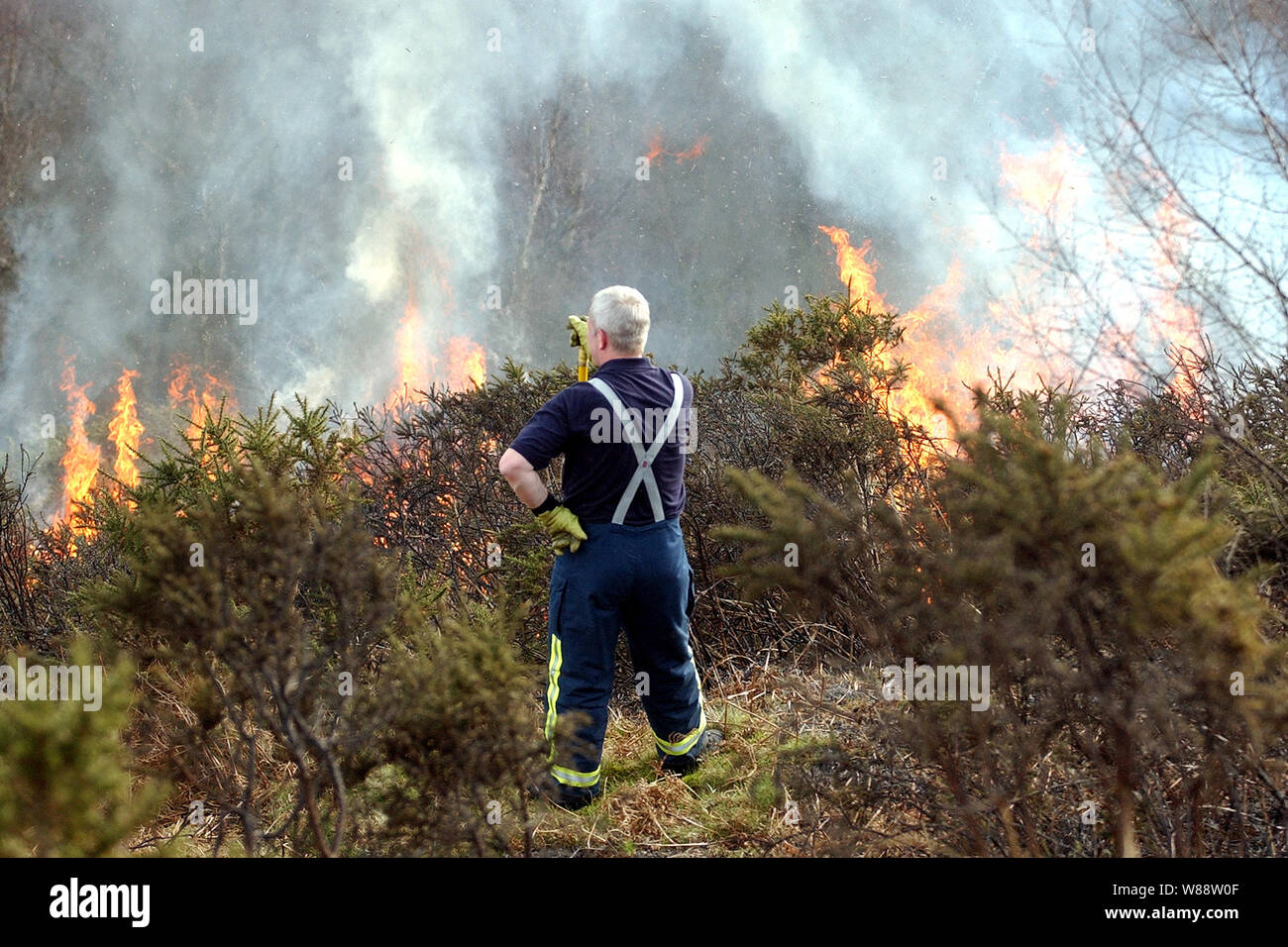Fire Service called out to tackle a wild fire on the Malvern Hills after a controlled blaze by Malvern Hills Conservators got out of control. Worcestershire Beacon, Malvern Hills. A firefighter watches at the height of the blaze. Stock Photo
