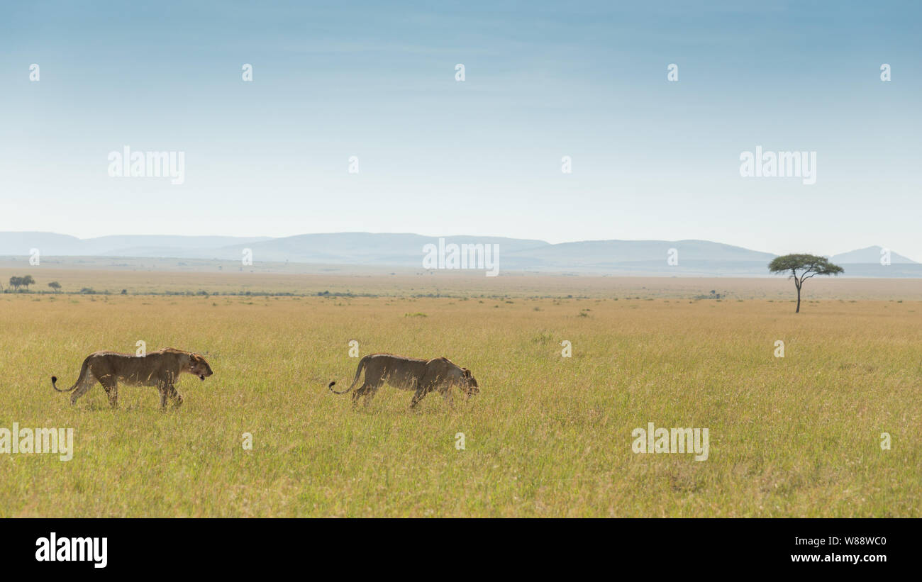 Lions of masai mara hi-res stock photography and images - Alamy