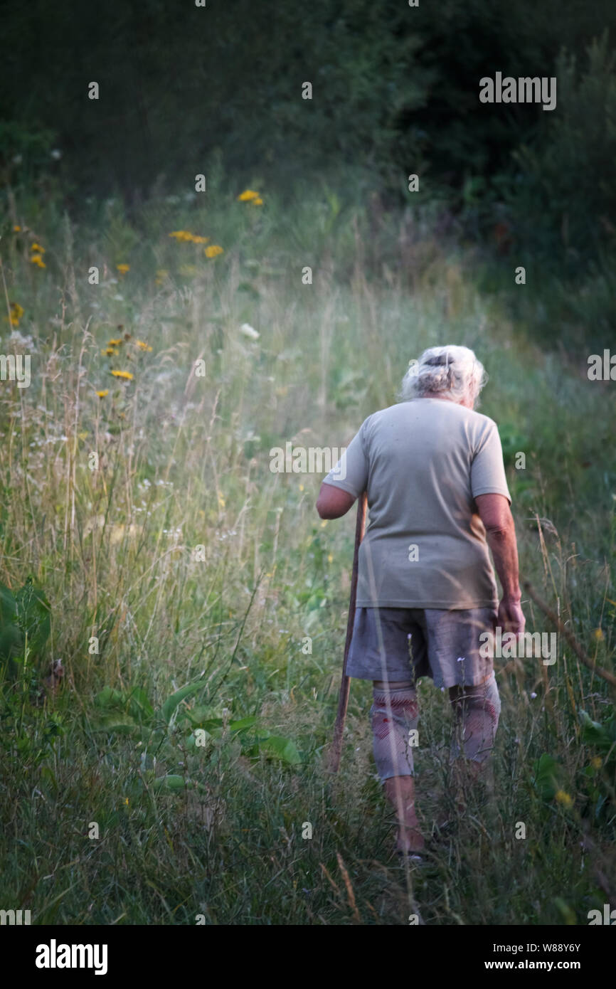Rear view of old woman with arthritic feet walking in a grassy meadow leaning on a stick as a cane, selective focus Stock Photo