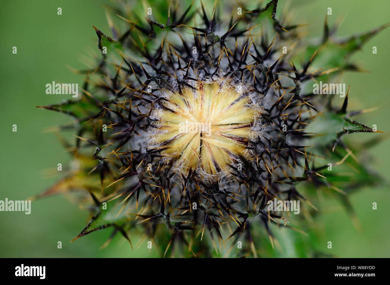 Carline thistle in bud Stock Photo