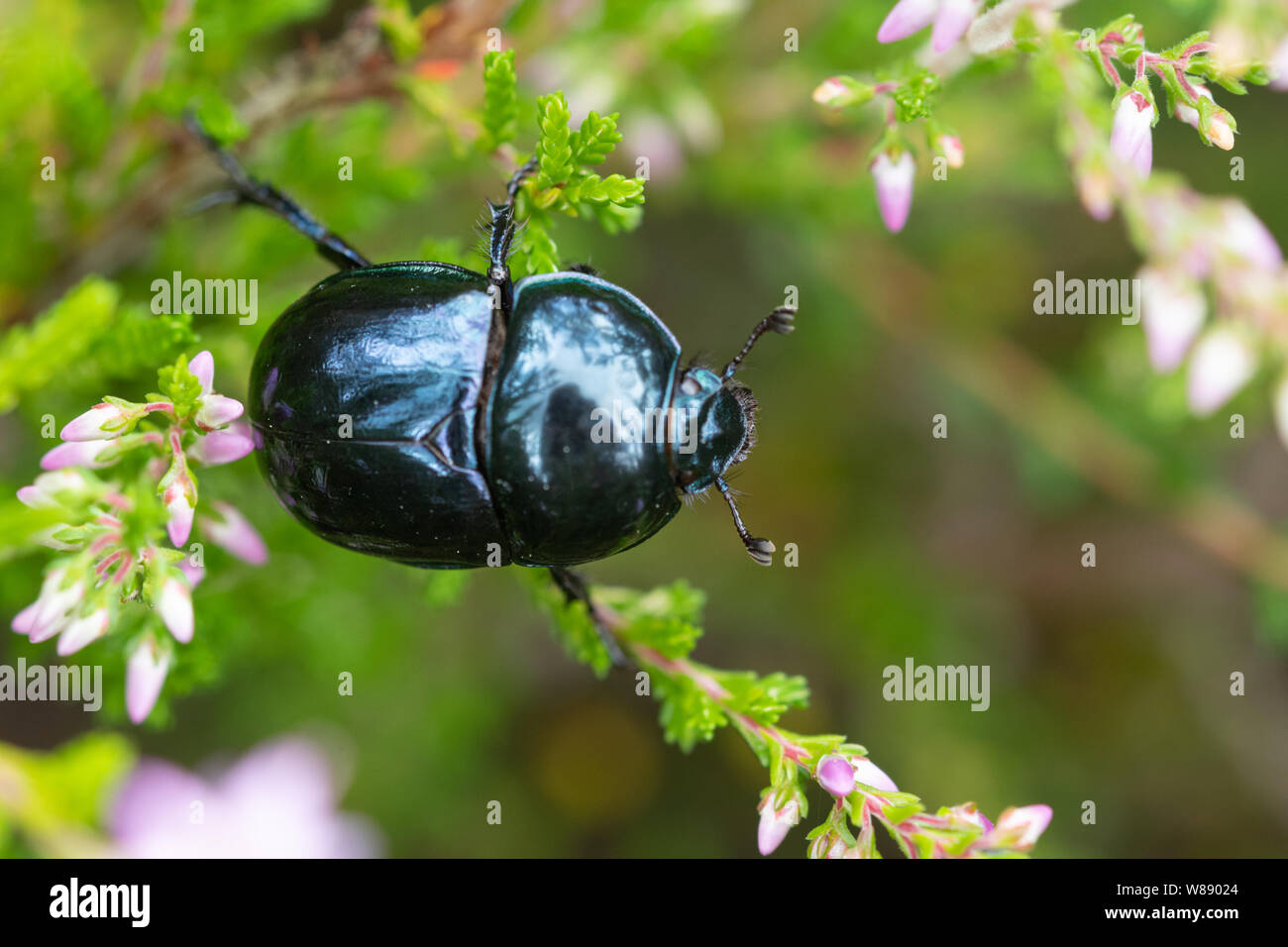 Heath dumble dor beetle (Trypocopris pyrenaeus) on heather in Surrey heathland, UK, during summer Stock Photo
