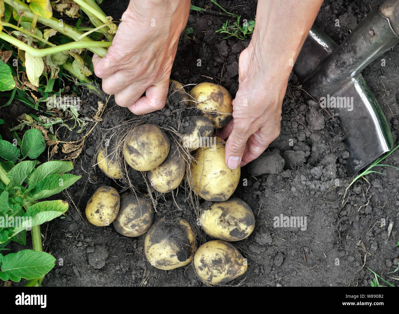 gardener's hands picking fresh organic potatoes in the field, view from above Stock Photo