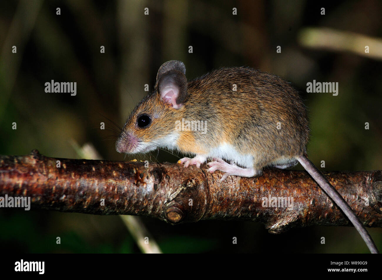 wood mouse climbing in hazel bush Stock Photo Alamy