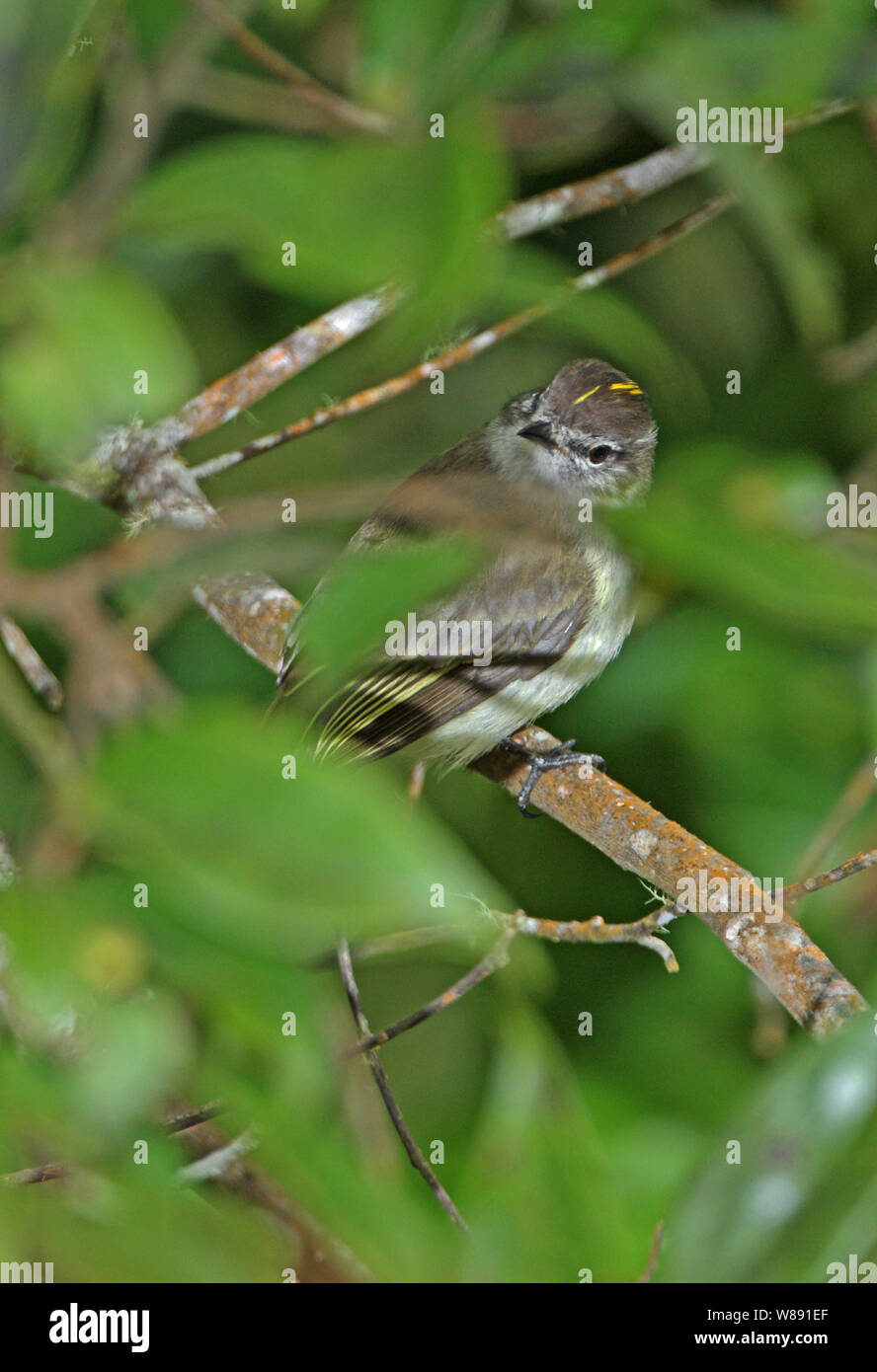 Jamaican Elaenia (Myiopagis cotta) adult perched on branch in bush showing crown stripe, Jamaican endemic species  Blue Mountains, Jamaica Stock Photo