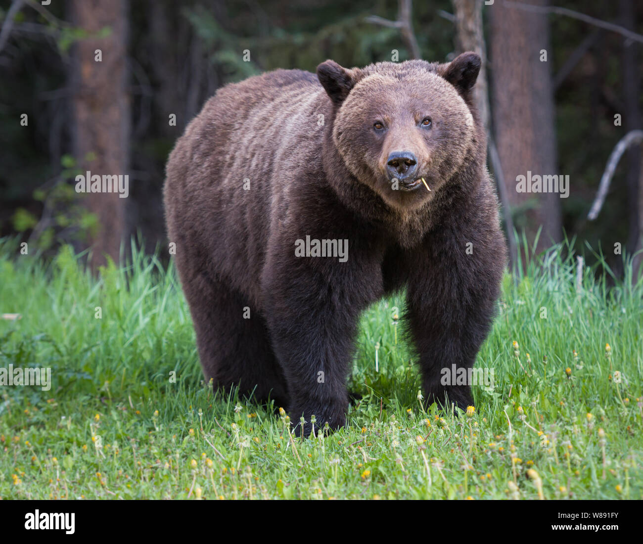 Grizzly bear in the wild Stock Photo - Alamy