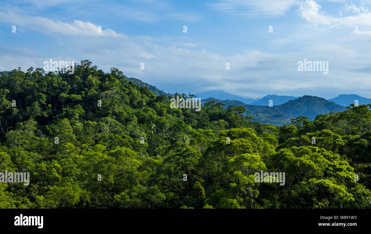 Tall mountain green forest hi-res stock photography and images - Alamy