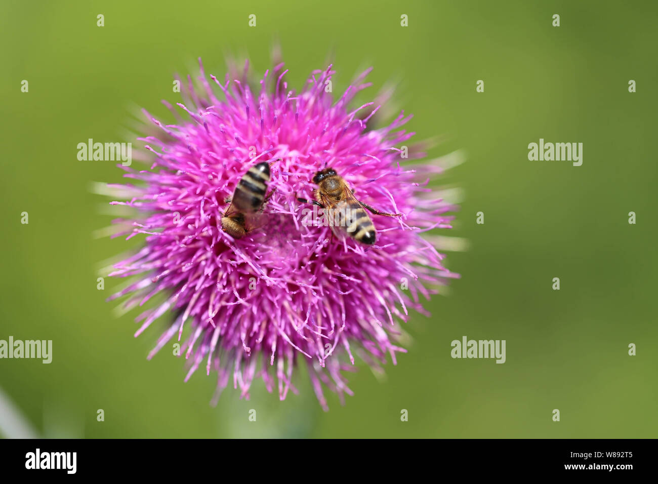 Makro Distel mit Bienen Stock Photo