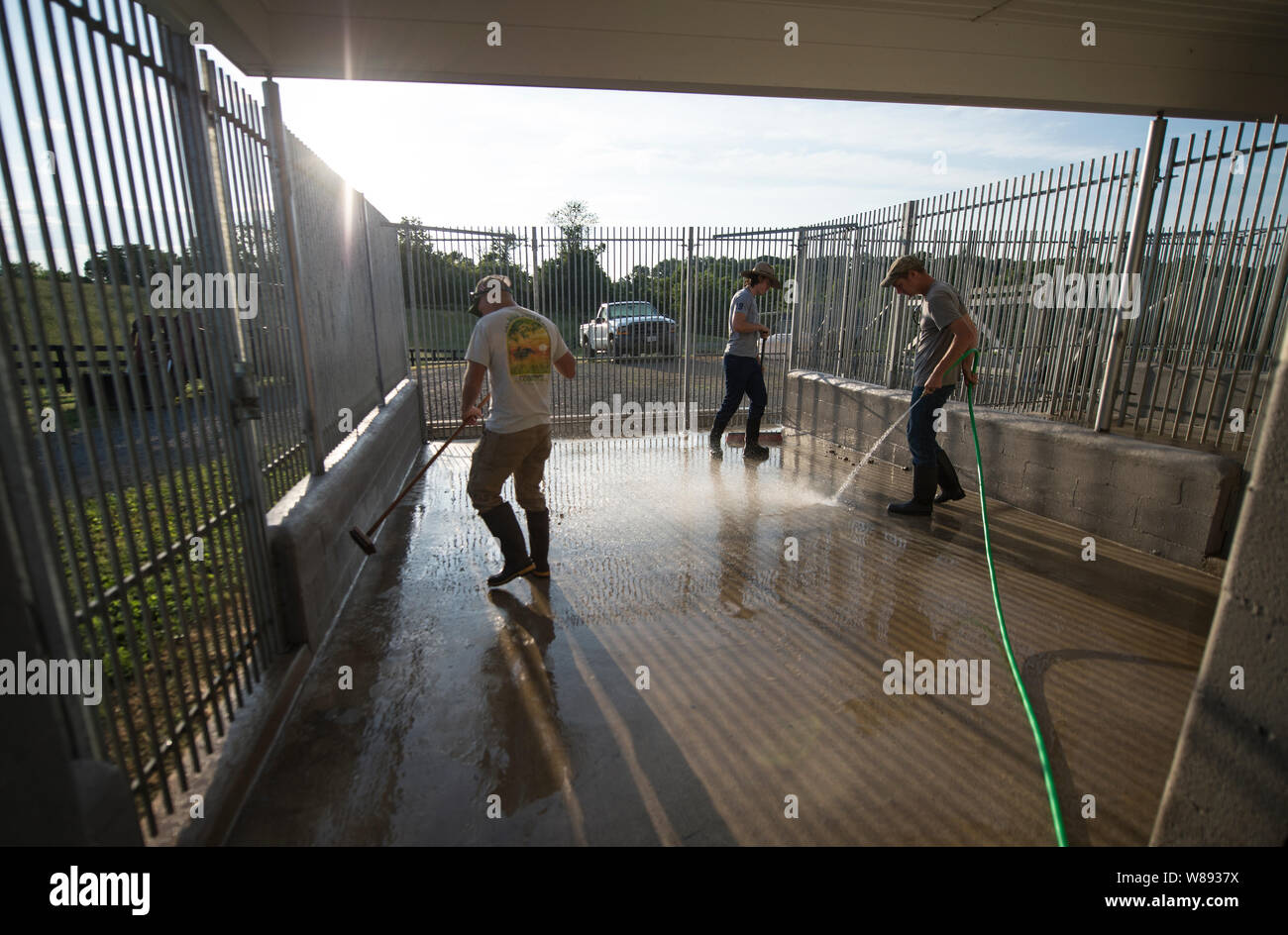 UNITED STATES - May 30, 2019: Johnny Dean, Cillian Cox and Jordan Hicks clean out runs after morning feeding at the Piedmont Fox Hound Kennel. (Photo Stock Photo