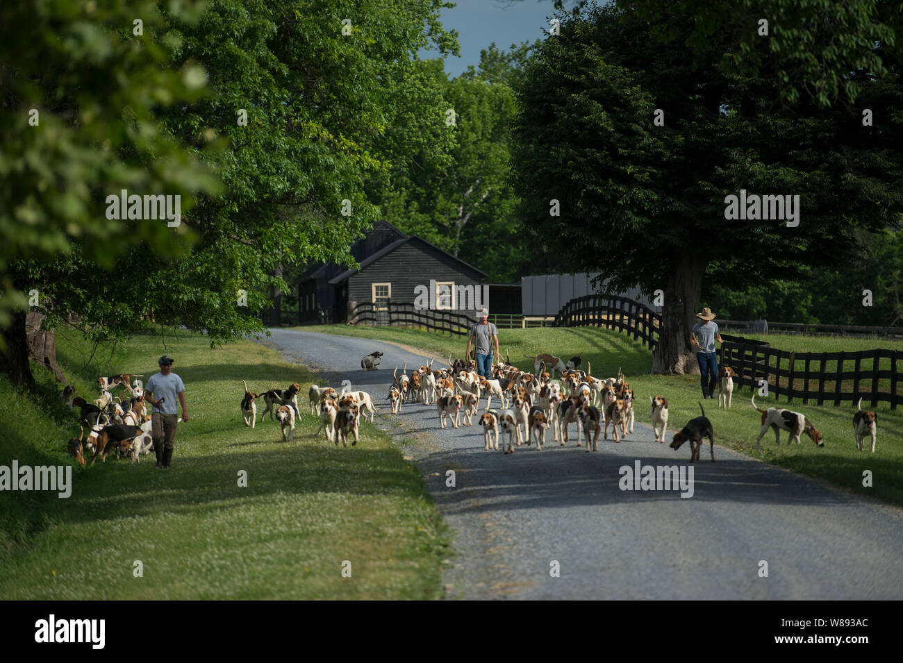 UNITED STATES - May 30, 2019: Johnny Dean, Cillian Cox and Jordan Hicks take the Piedmont Fox Hounds for a walk after breakfast down Newlin Mill Road Stock Photo