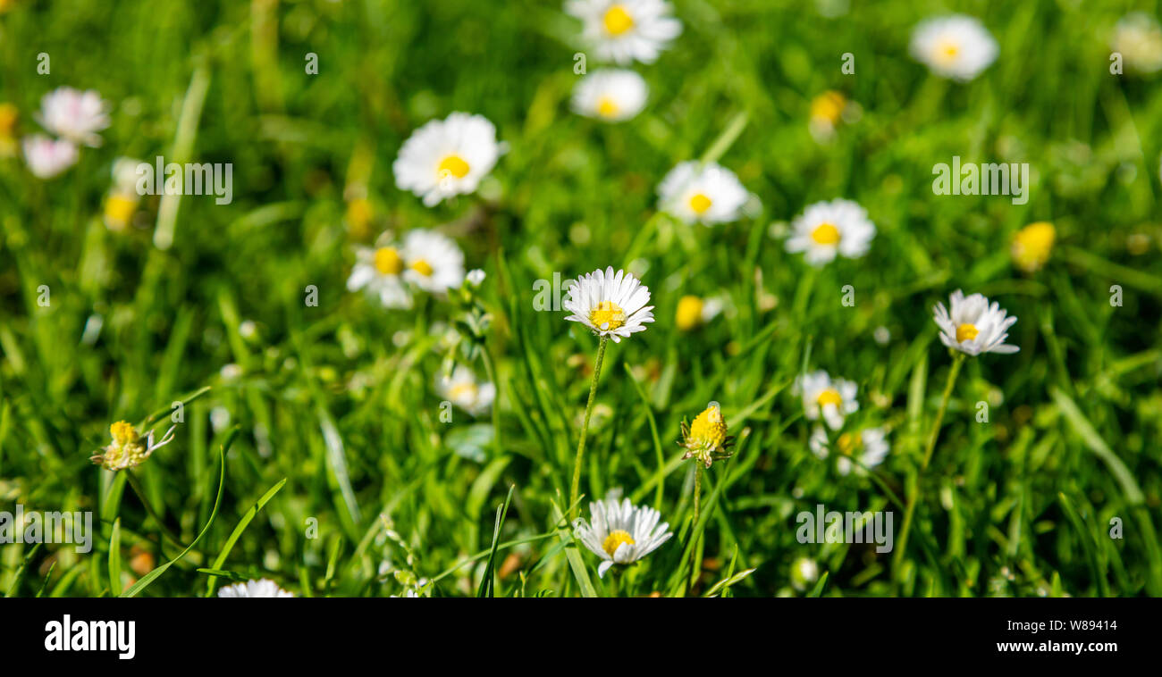 Daisies summer flowers background. Closeup view of a daisy blossom, green spring field background Stock Photo
