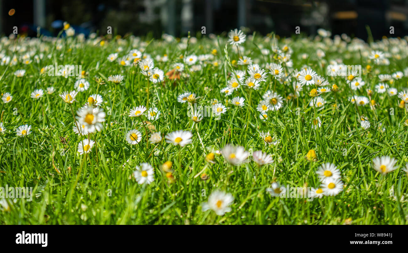 Daisies summer flowers background. Closeup view of a daisy blossom, green spring field background Stock Photo