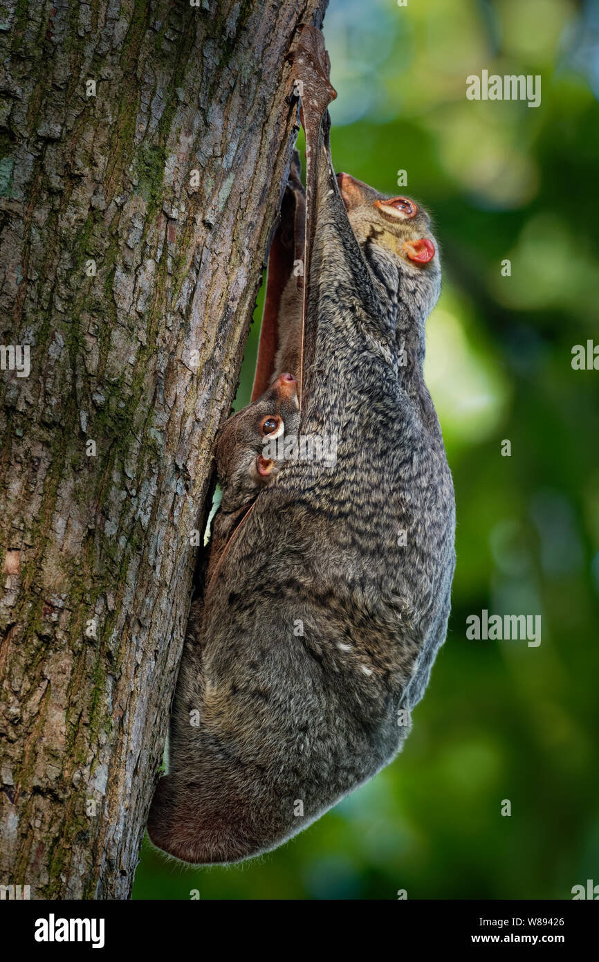 Sunda flying lemur Galeopterus variegatus or Sunda colugo or Malayan flying lemur or Malayan