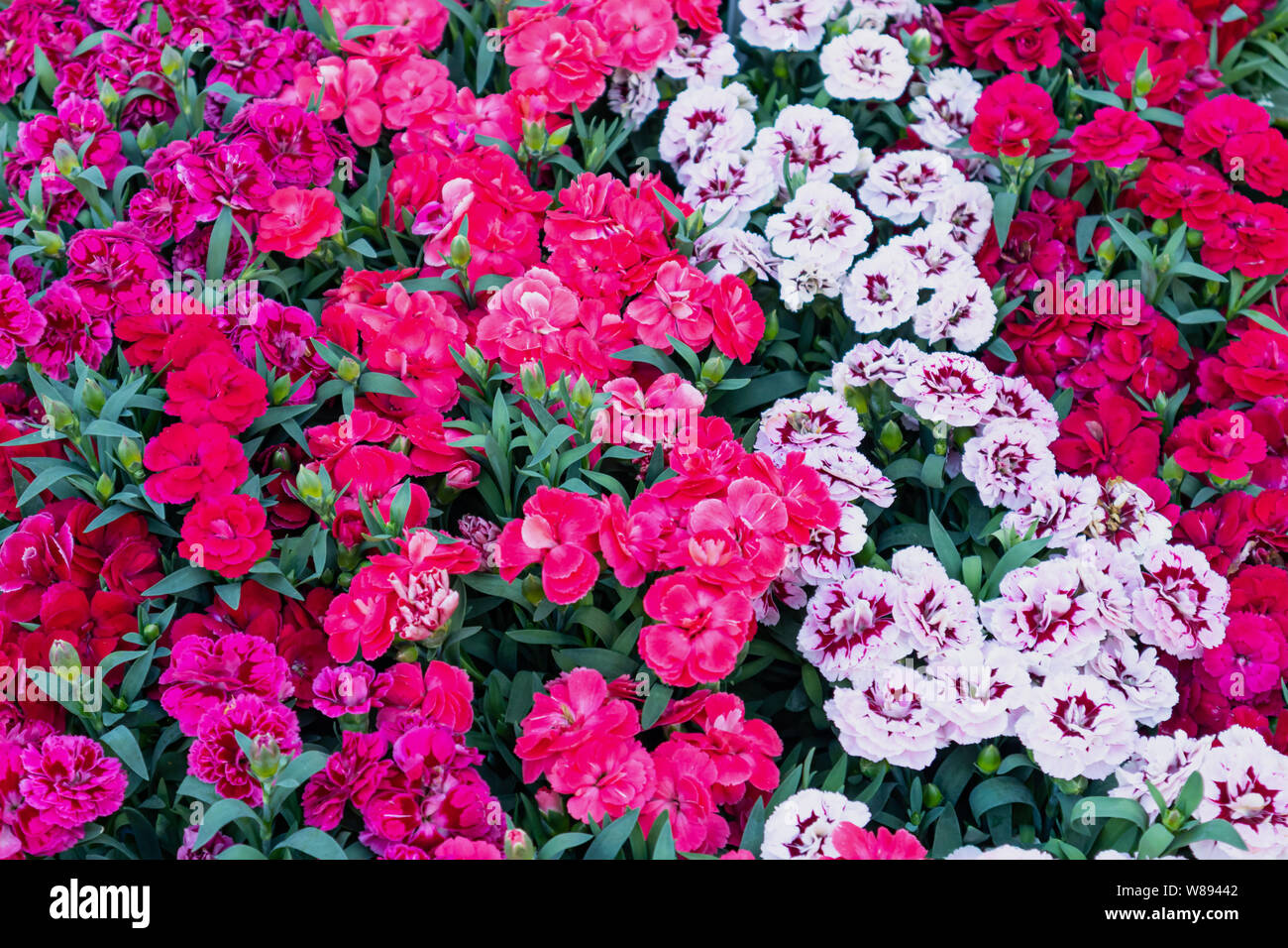 Carnations summer flowers background. Bright color blossoms for sale in an open air market, Rotterdam Netherlands. Full background texture Stock Photo