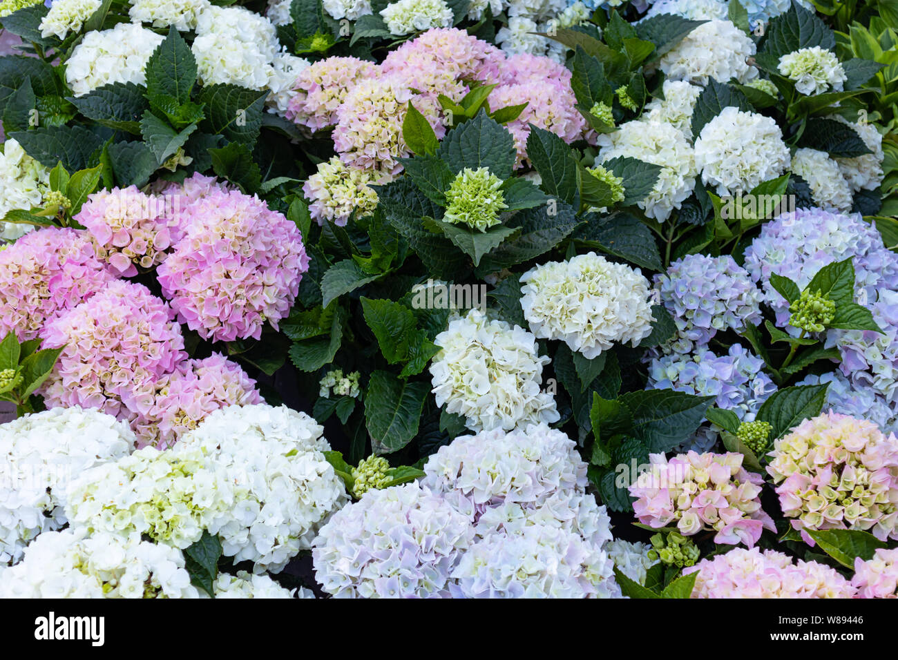 Hydrangea hortensia. Pastel color blossoms for sale in an open air market,  Rotterdam Netherlands. Full background texture Stock Photo - Alamy