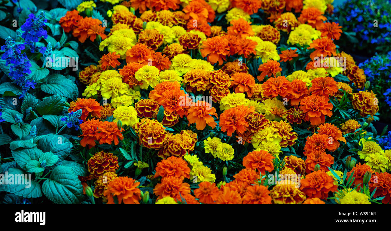 Carnations summer flowers background. Bright color blossoms for sale in an open air market, Rotterdam Netherlands. Full background texture Stock Photo