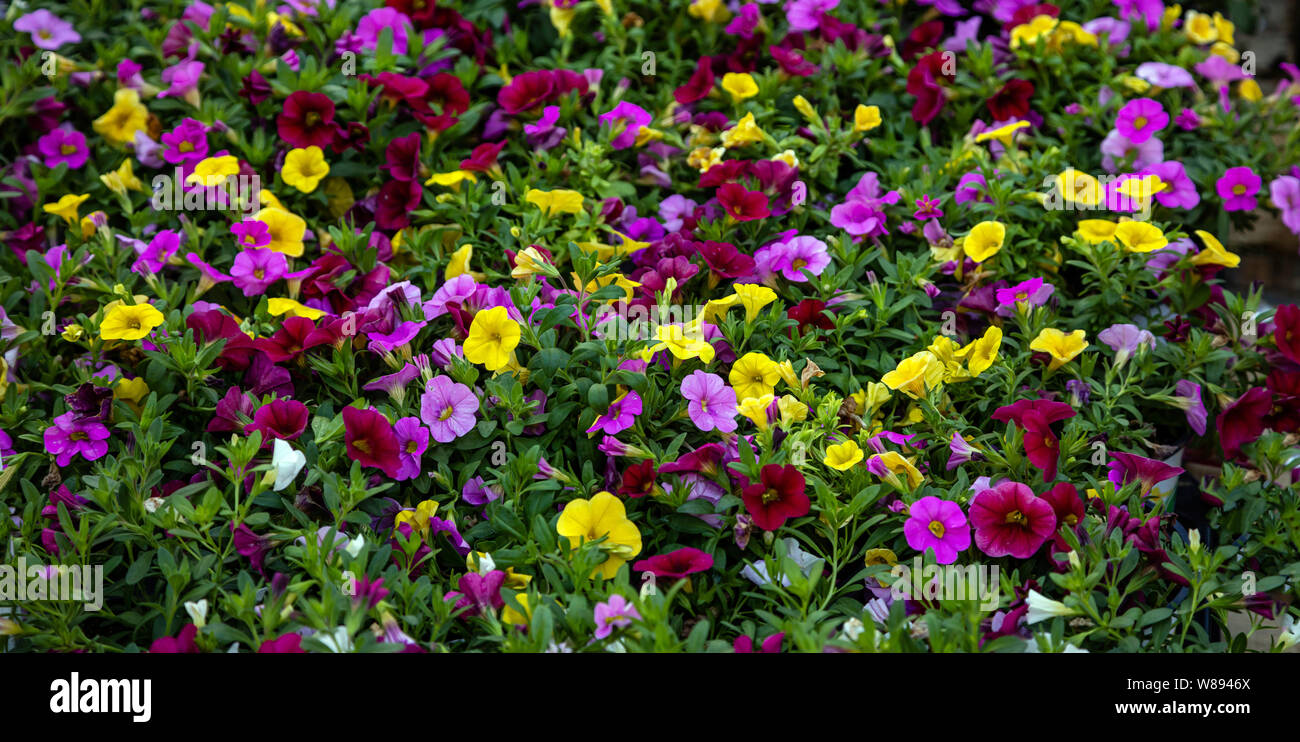 Petunias, summer flowers background. Bright color blossoms for sale in an open air market, Rotterdam Netherlands. Full background texture Stock Photo