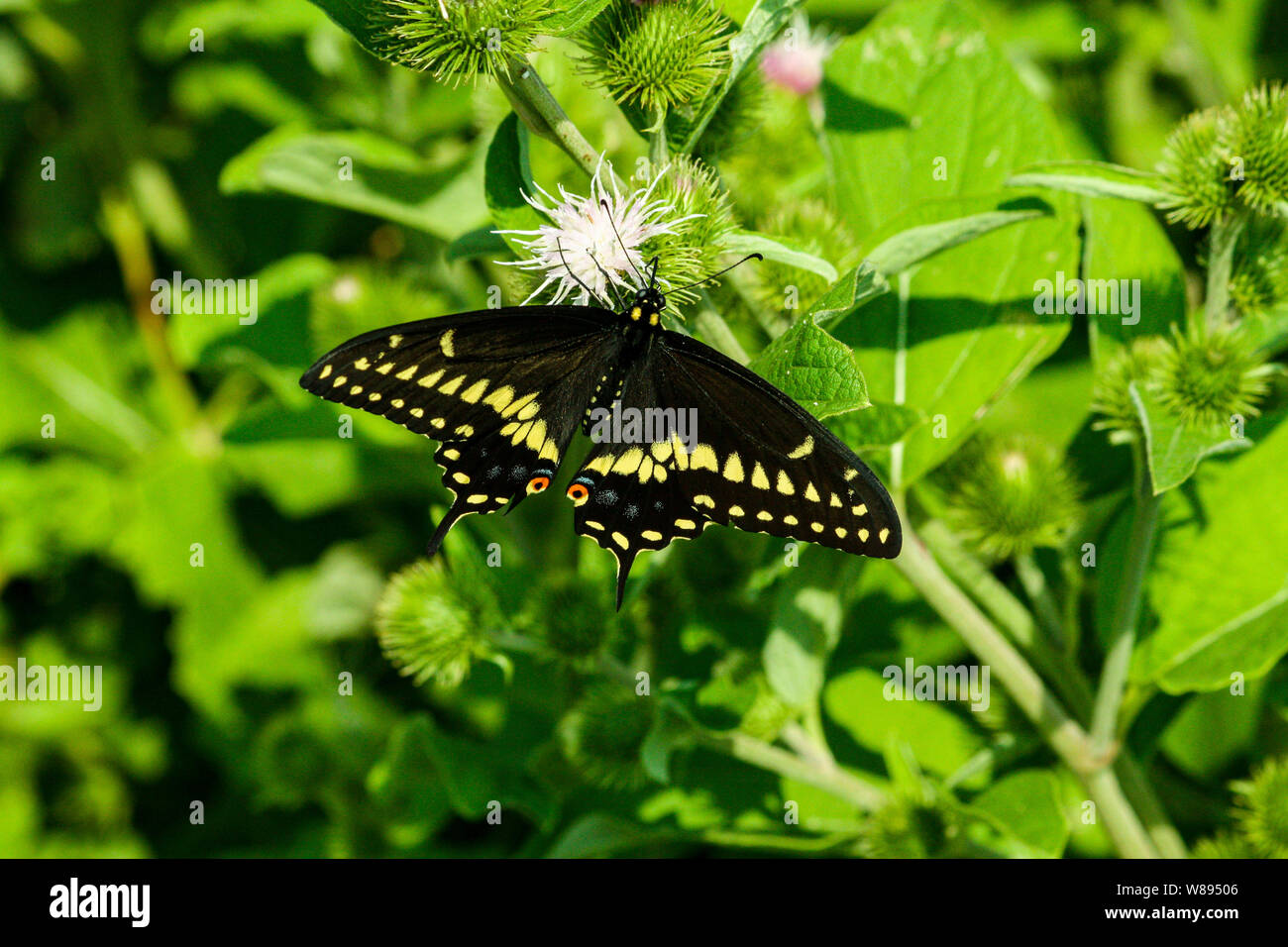 Short-tailed swallowtail sunbathing Stock Photo