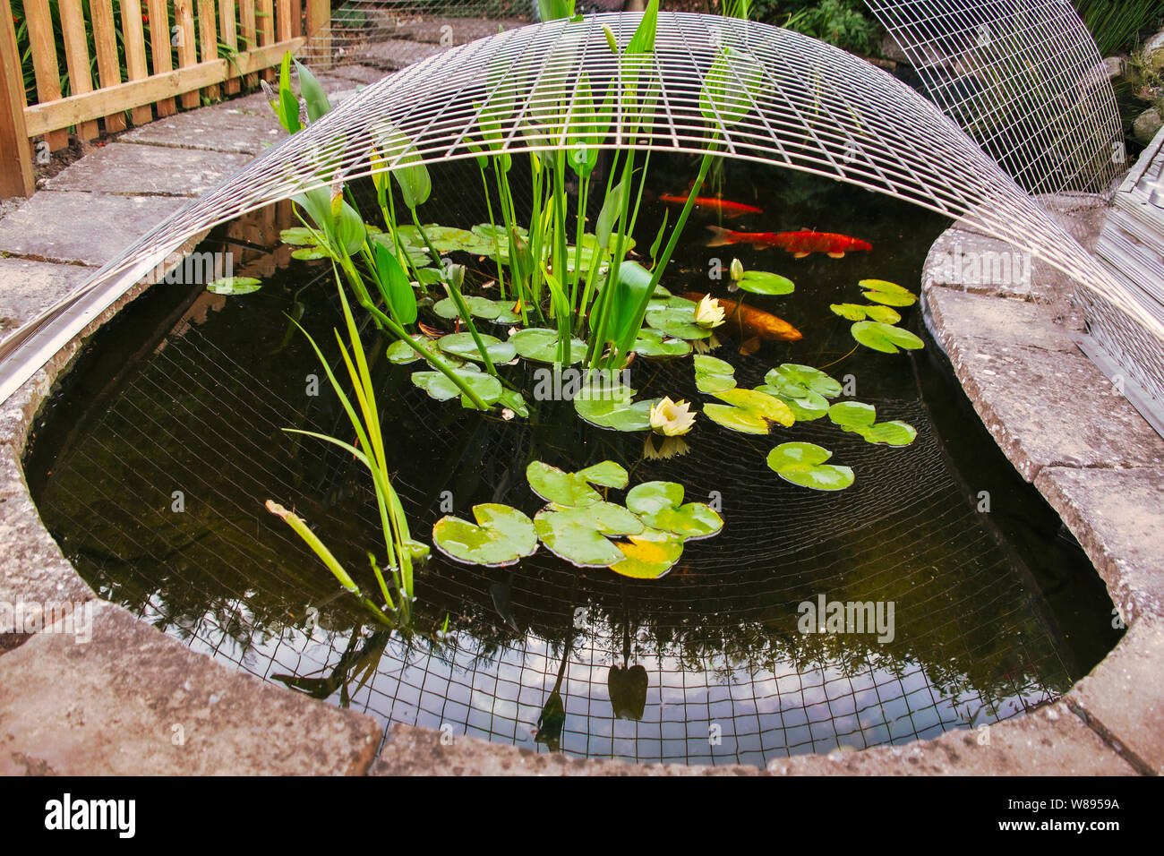 Koi carp fish pond in a garden or yard with a metal framework cover as protection against herons. There are lilies and water plants and koi carp in th Stock Photo