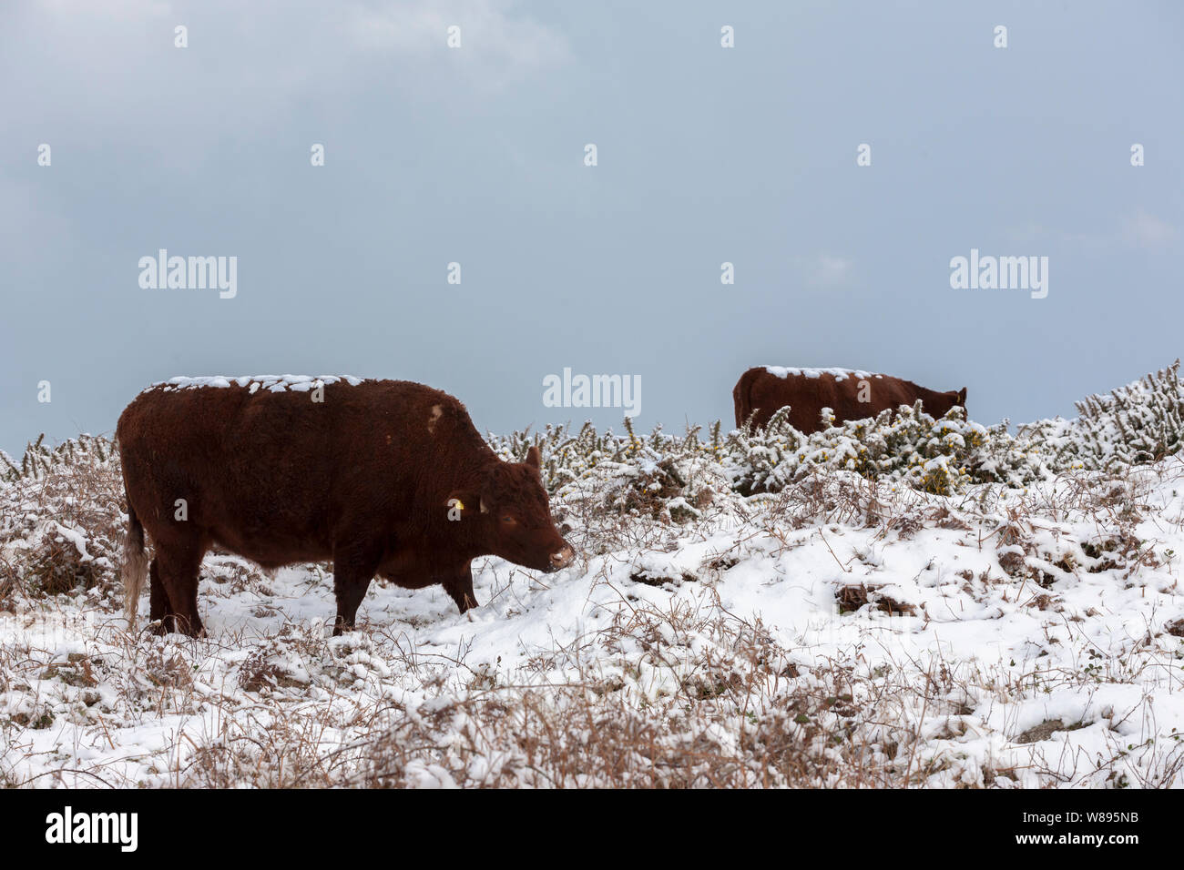Red Devon cows in snow on the Garrison, St. Mary's, Isles of Scilly, UK Stock Photo