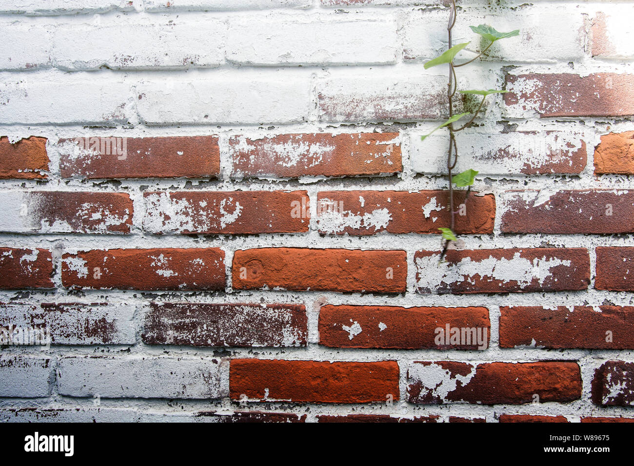 Background of old vintage dirty brick wall with peeling plaster ...