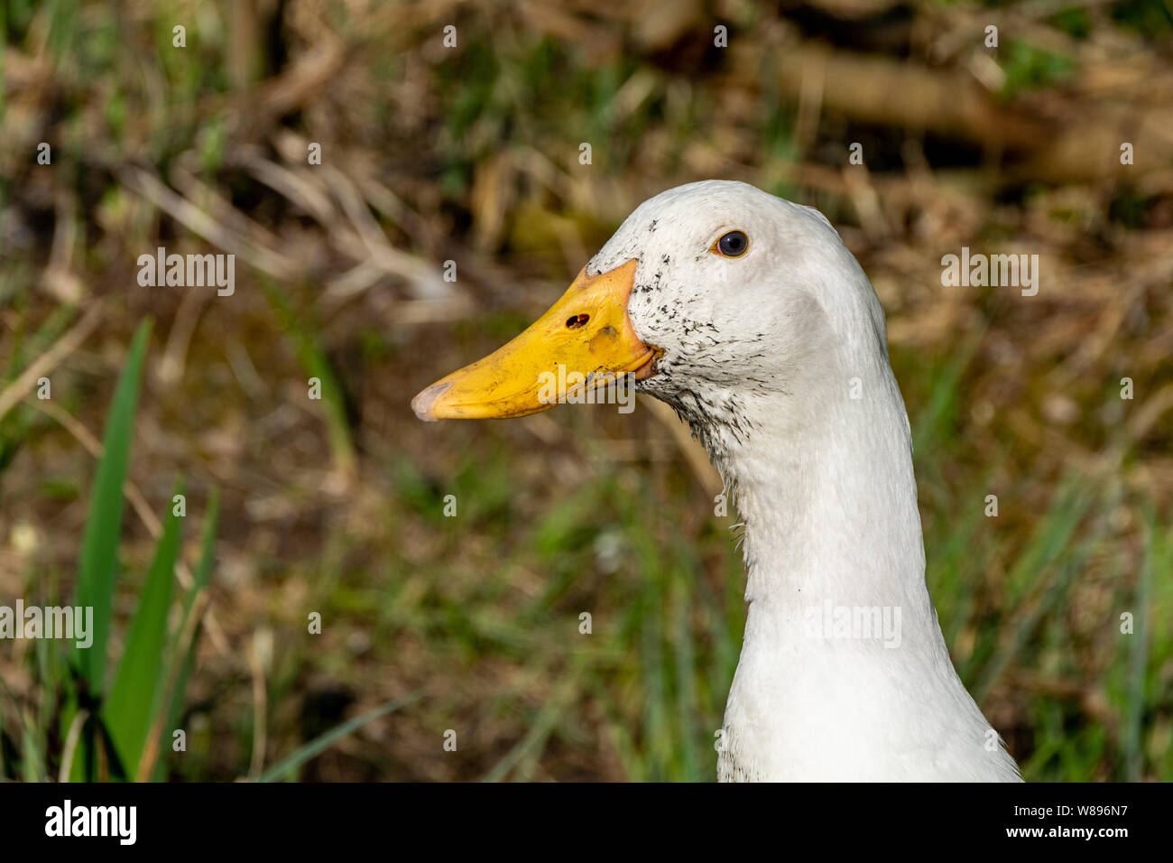 Mucky duck hires stock photography and images Alamy