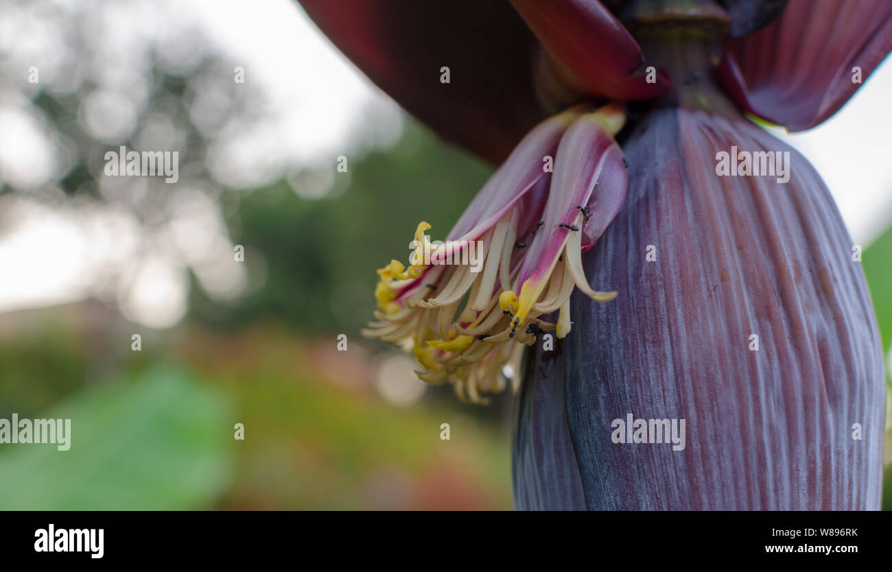 Banana blossoms which is also known as banana heart or banana flower