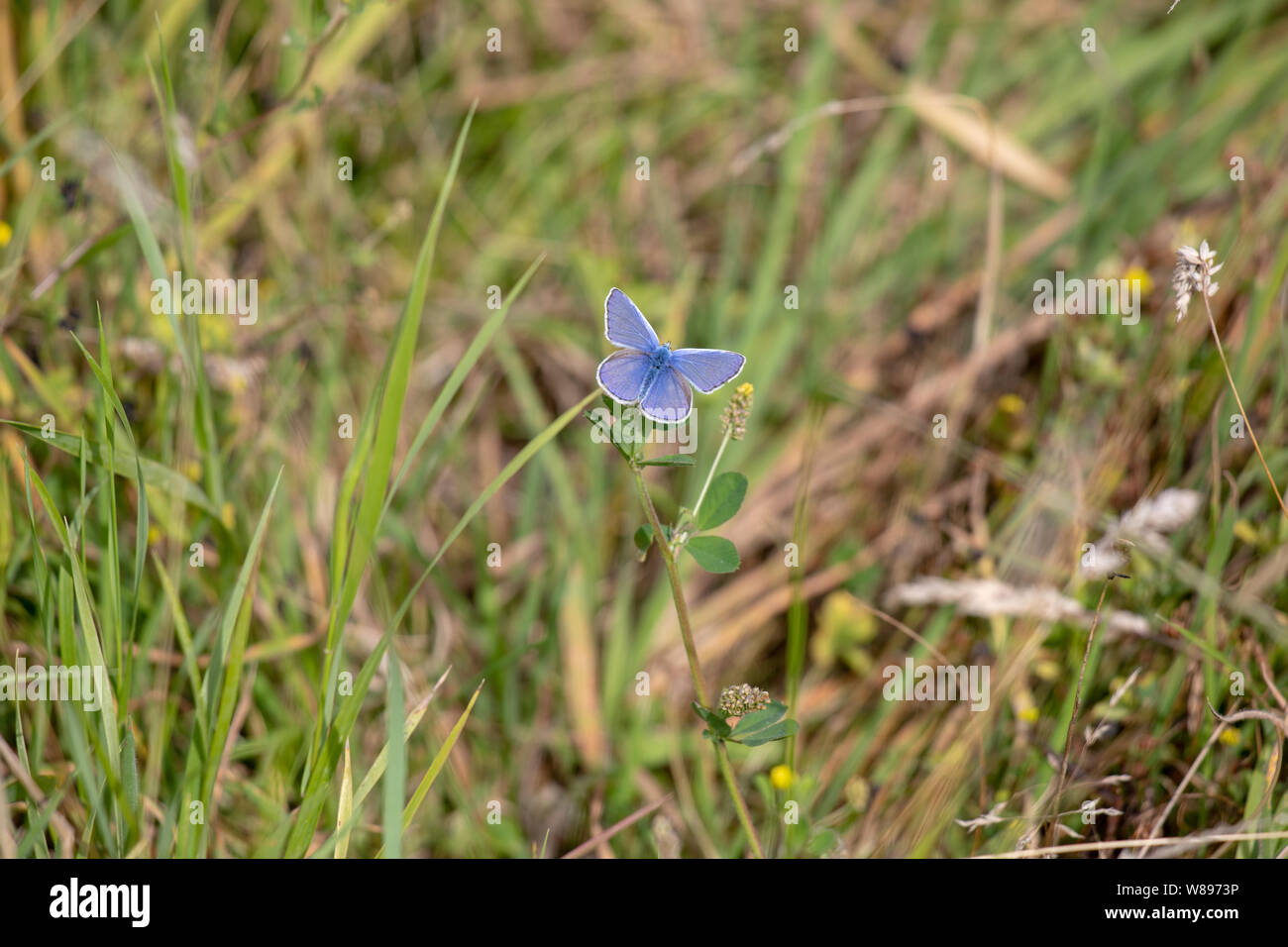 Little blue butterfly Stock Photo