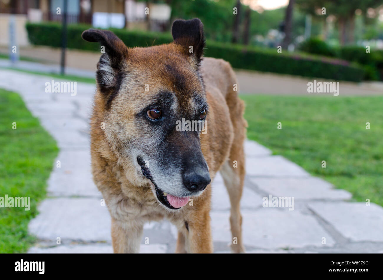 Old sad stray dog on the street in summer. Close up Stock Photo - Alamy