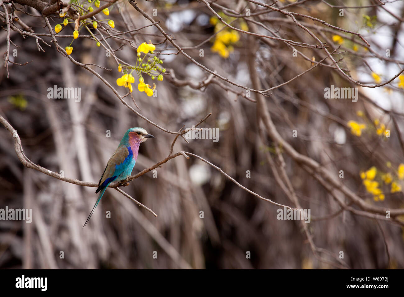 The beautiful lilac breasted roller in a bush, Selous Game Reserve, Tanzania Stock Photo