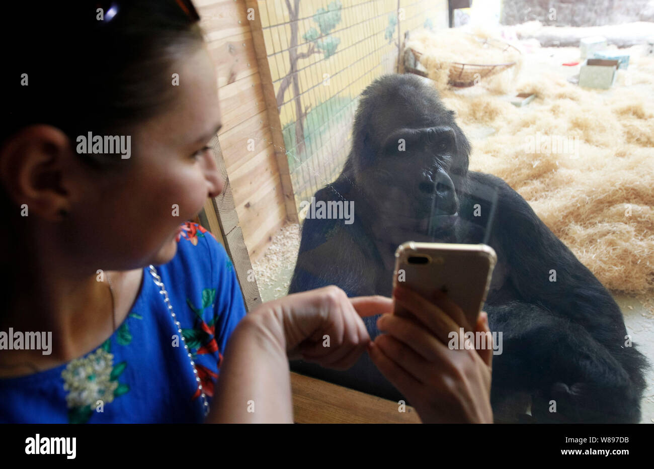 A journalist shows selfie on her mobile to Tony the gorilla, as he celebrates his 45th birthday in Kiev zoo.The gorilla Tony was born at the Zoo in Nuremberg (Germany) on 1974. Subsequently he was in the zoos of Hanover and Saarbrücken, and since September 29, 1999, Tony moved to Kiev Zoo. Tony is only one the gorilla in Ukraine. Stock Photo