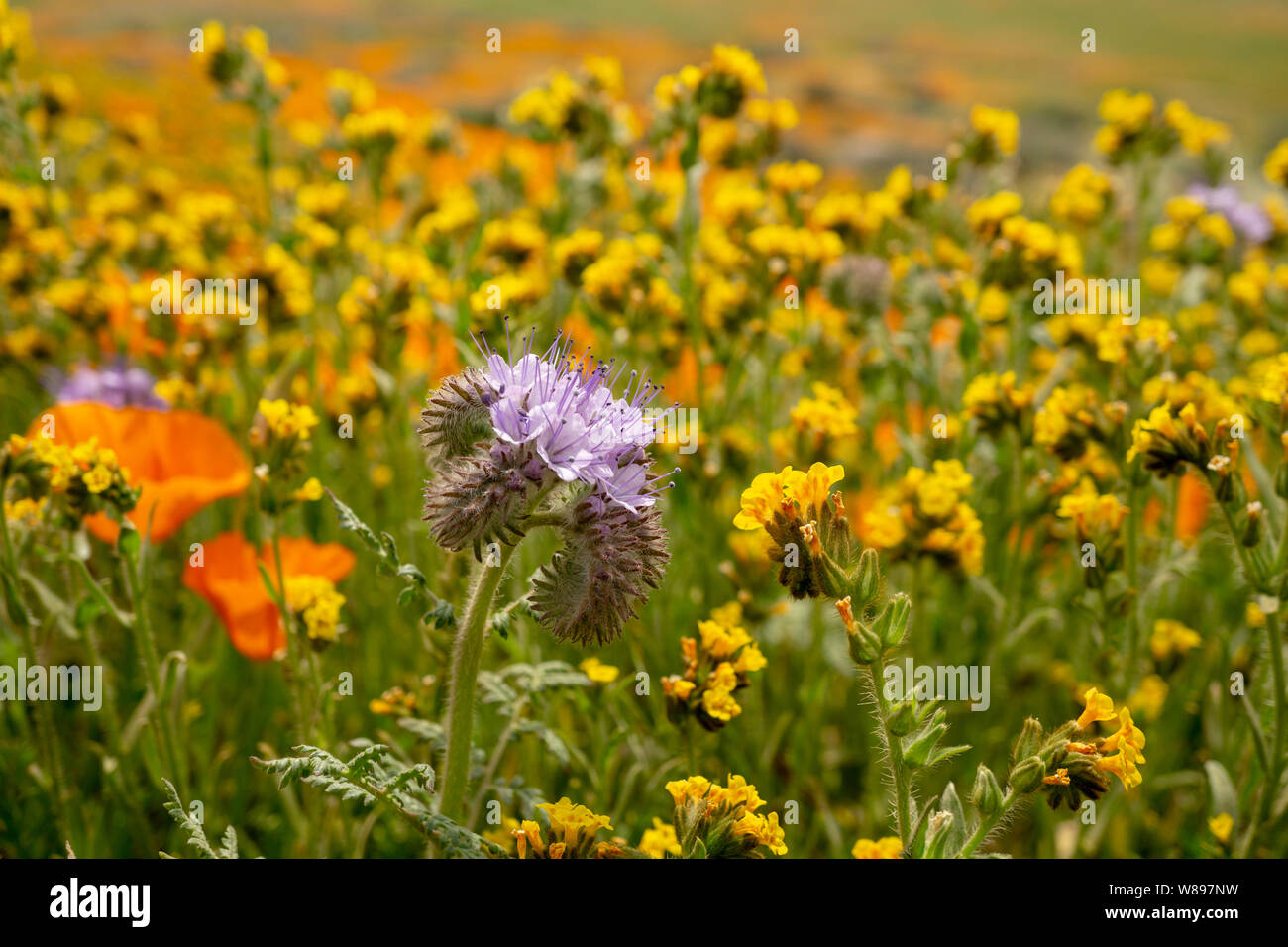 Wildflowers in Bloom Stock Photo Alamy